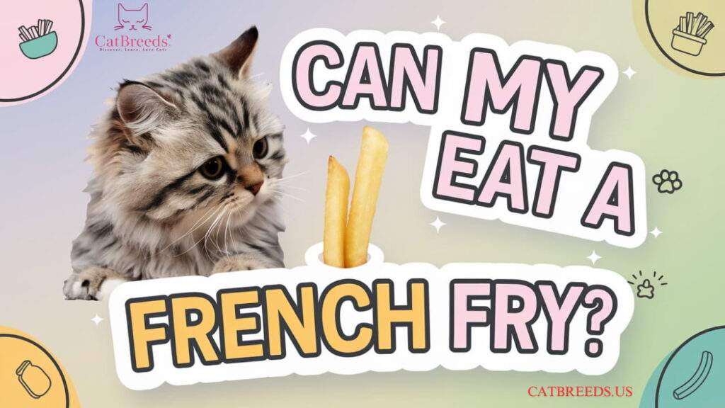 "Can my cat eat a French fry? A curious cat sitting near a plate of French fries."