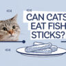Can Cats Eat Fish Sticks when a curious cat looking at crispy fish sticks on a plate.