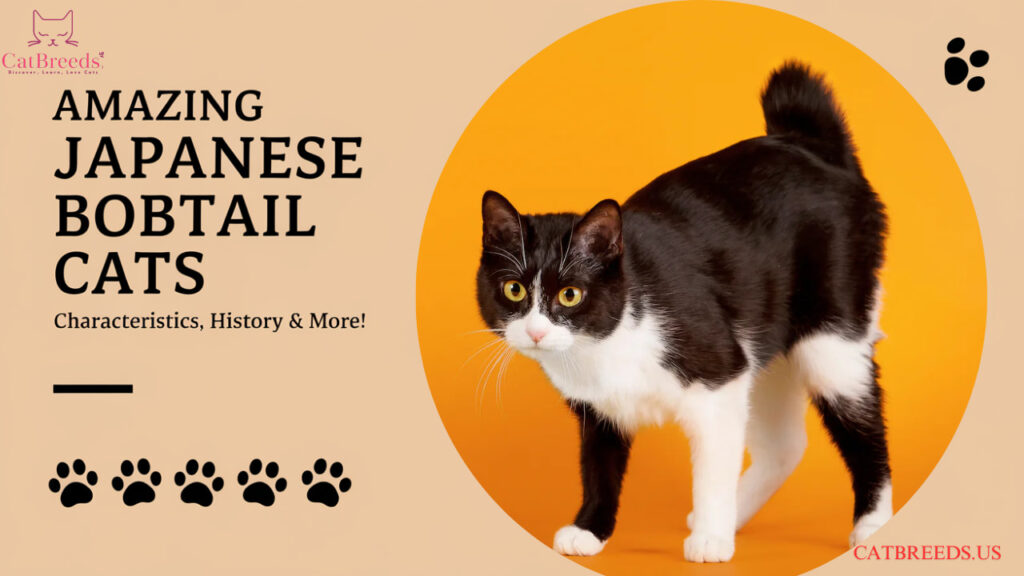 Japanese Bobtail Cats with Unique Characteristics and Rich History.